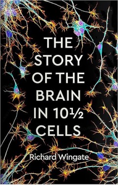 The Story of the Brain in 101⁄2 Cells
